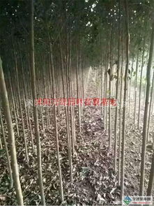 大叶女贞供应 一家专门做苗木供应的公司沭阳县万绿园林绿化苗木场商铺