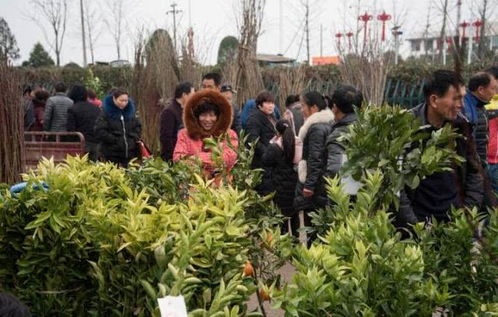 新春第一市 金东澧浦花木市场产销旺