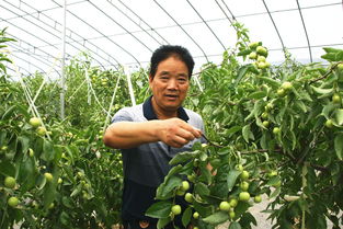高陵 夏天销售鲜冬枣 温棚种植收益高