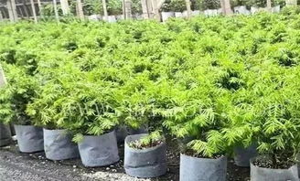 培育好苗子的六种新技术,苗木人值得收藏